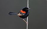 Red-backed Fairywren